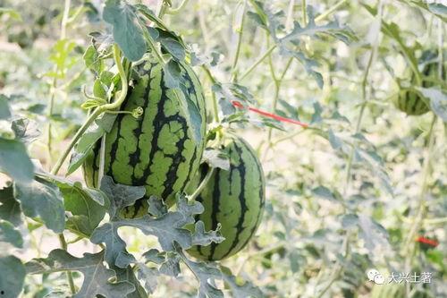 近日爆料网红吃瓜,揭秘幕后真相，网友热议不断